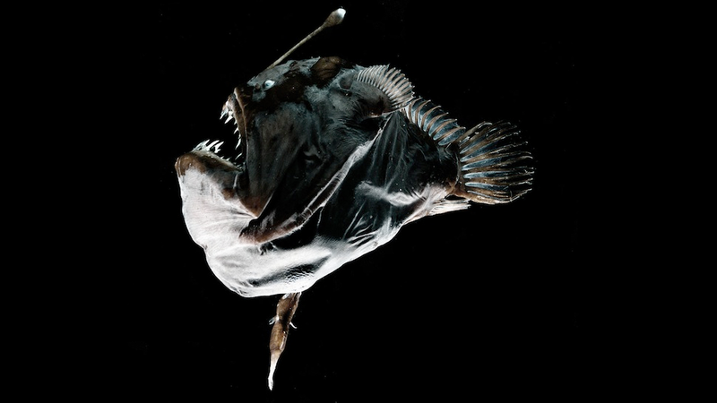 Illustration for article titled These Sea Creatures Are Clearly From Outer Space